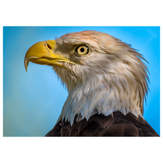 Close-up of a bald eagle against a blue sky