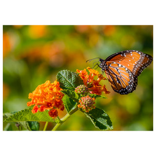 Butterfly on an orange flower with a blurred green background