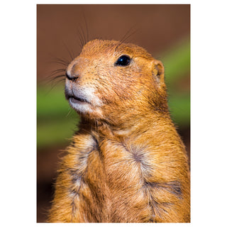 Close-up of a prairie dog with a blurred natural background