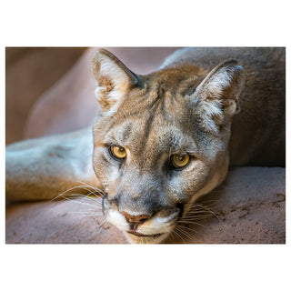 Close-up of a mountain lion's face with a neutral background