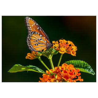 Butterfly on orange flowers with a dark background
