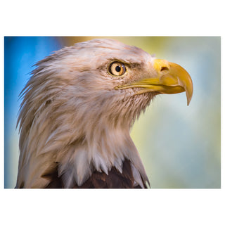 Close-up of a bald eagle with a blurred natural background