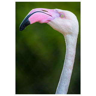 Close-up of a flamingo with a blurred green background