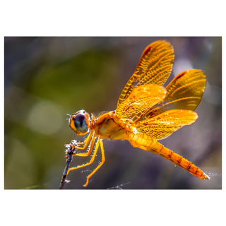 Orange dragonfly perched on a branch with a blurred natural background