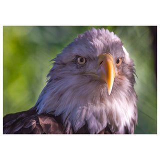 Close-up of a bald eagle with a blurred green background