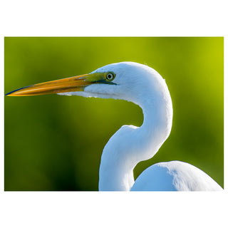 White egret with a orange beak against a green background