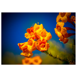 Close-up of bright yellow flowers against a blue sky. Fine Art Greeting Card by Will Davis Studios Photo by Matt Punches