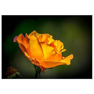 Orange Rose at Sunrise Fine Art Photography Greeting Card (5 X 7)