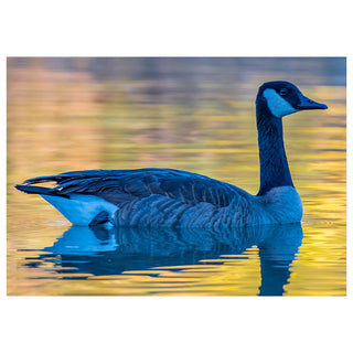 Goose swimming on a body of water with a blurred natural background