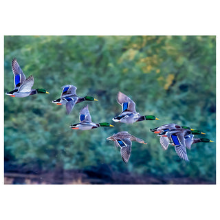 Group of ducks flying over a blurred natural background