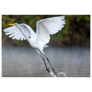 White egret in flight over water with a blurred natural background