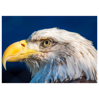 Close-up of a bald eagle against a blue background