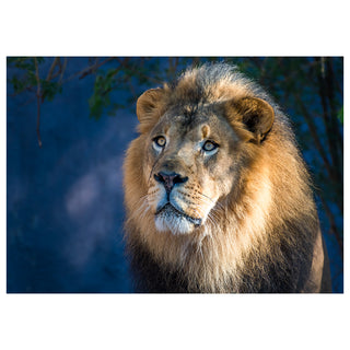 Close-up of a lion with a blurred natural background