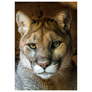Close-up of a mountain lion's face with a neutral background