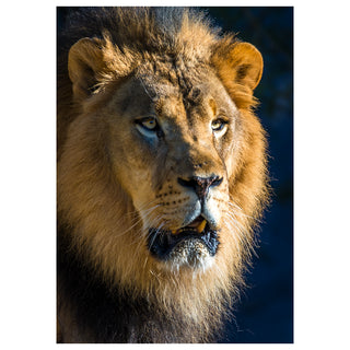 Close-up of a lion's face with a dark background