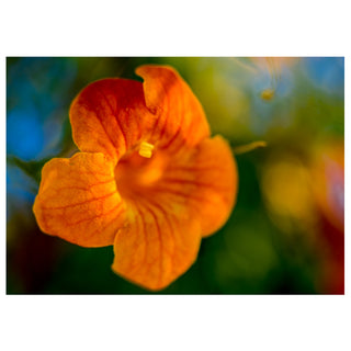 Close-up of an orange flower with a blurred background