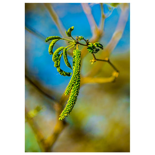 Close-up of seed pod against a blue sky