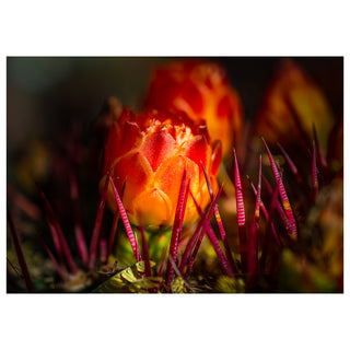 Close-up of a cactus flower with vibrant red and orange petals and purple spines.