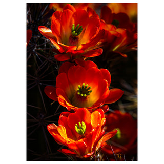 Close-up of bright orange cactus flowers with a dark background