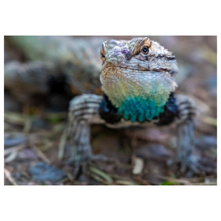 Close-up of a lizard with a colorful pattern on a natural background