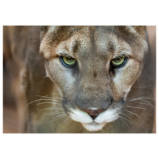 Close-up of a Mountain Lion's face with a neutral background