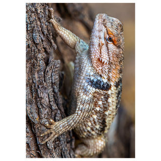 Lizard on a tree trunk with a blurred background