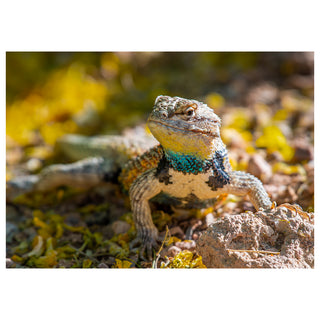 Lizard with a colorful neck collar on a natural background