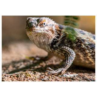 Close-up of a lizard on a natural background