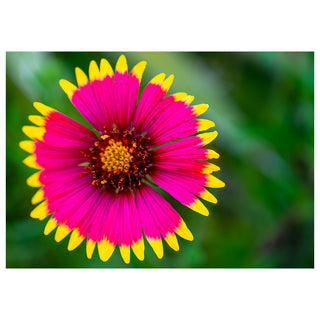 Close-up of a pink flower with yellow petals on a blurred green background
