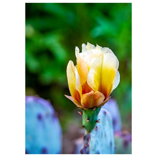Close-up of a cactus flower bud with a blurred green background