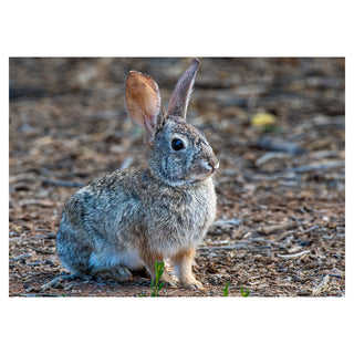 Small rabbit standing on a ground with dry leaves and twigs