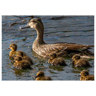 Mother duck with her ducklings swimming in a body of water.