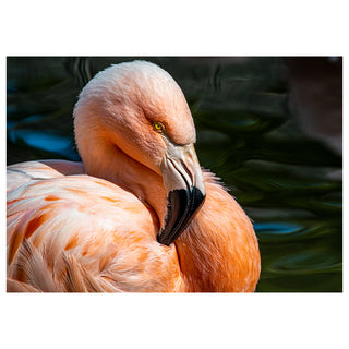 Close-up of a pink flamingo with a blurred natural background