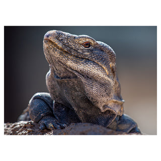 Close-up of a lizard on a blurred background