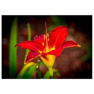 Red and yellow flower with a blurred background
