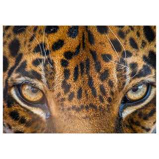Close-up of a Jaguar's face with detailed fur pattern