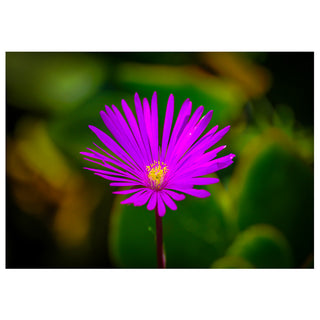 Close-up of a vibrant purple flower with a blurred green background