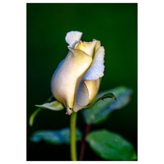Close-up of a white rose with water droplets on a dark green background