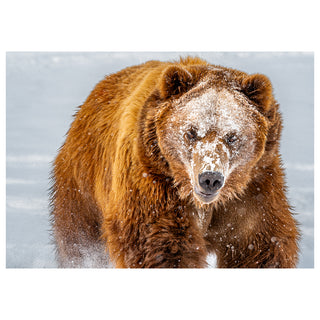 Grizzly bear standing in a snowy landscape