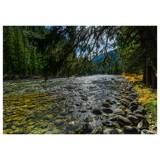 Stream flowing through a forest with rocks and trees on a white background