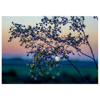 Branches with small flowers against a sunrise sky