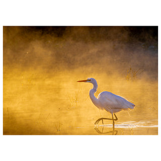 White egret walking in shallow water with a golden-hued misty background