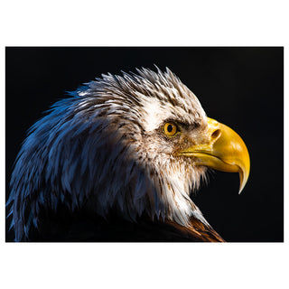 Close-up of a bald eagle against a black background