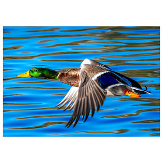 Duck flying over a blue water surface