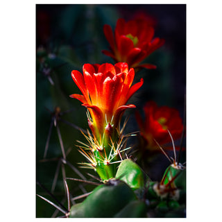 Close-up of a cactus with red flowers against a dark background