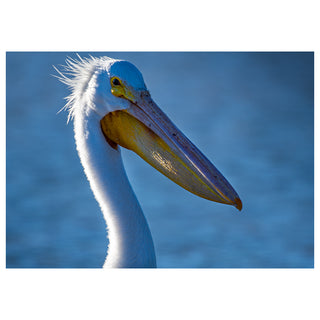Close-up of a pelican with a blurred blue background