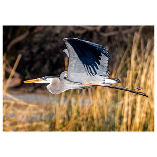 Great Blue heron in flight over a natural landscape with grass and water.