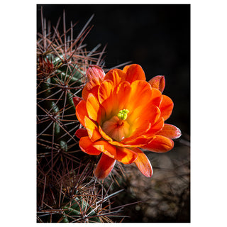 Close-up of an orange cactus flower with a dark background. Fine Art Greeting Card by Will Davis Studios Photo by Matt Punches