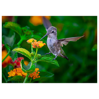 Hummingbird perched on a green leaf with orange flowers in a garden setting. Fine Art Greeting Card by Will Davis Studios Photo by Matt Punches
