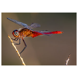 Red dragonfly perched on a branch with a blurred background. Fine Art Greeting Card by Will Davis Studios Photo by Matt Punches